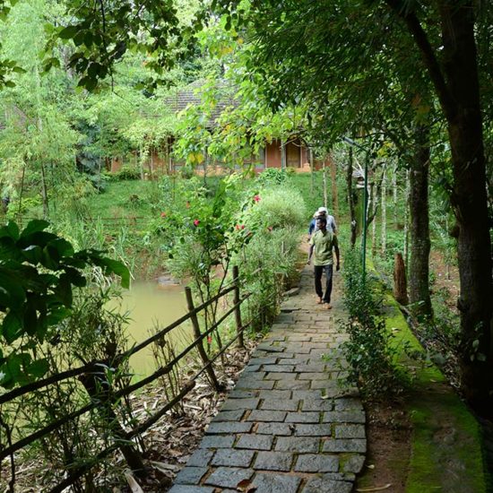 2 Nights 3 Days Wayanad Tour Packages
