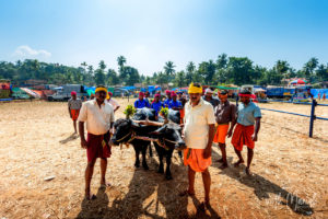 Kambala Buffalo Race Mangalore Uduppi Karnataka