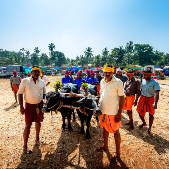 Kambala Buffalo Race Mangalore Uduppi Karnataka